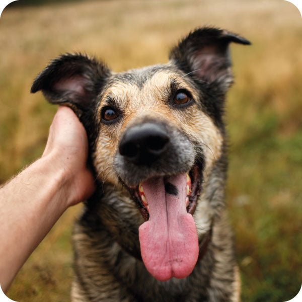 ¿Cuáles son los síntomas más comunes de deshidratación en perros?
